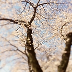 ameblo_2826529.jpg